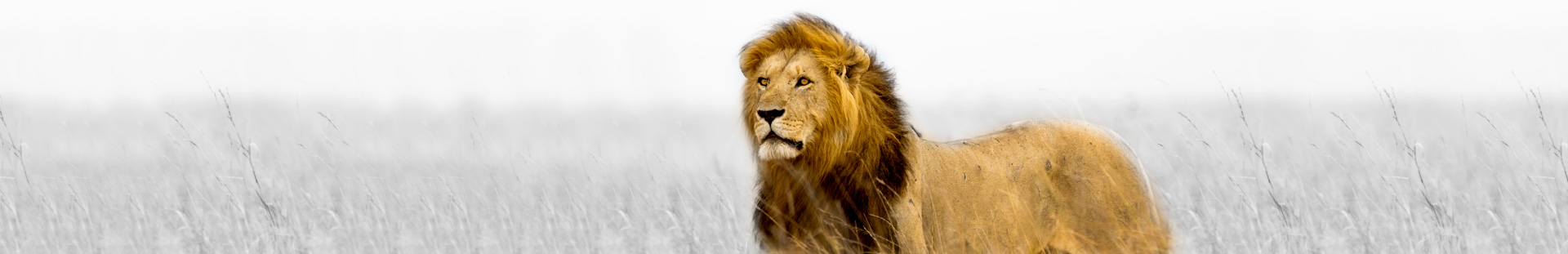 leone-colore